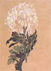 White Chrysanthemum